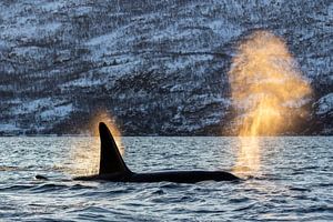 Orca in the spotlight.