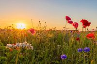 Wilde Bloemen