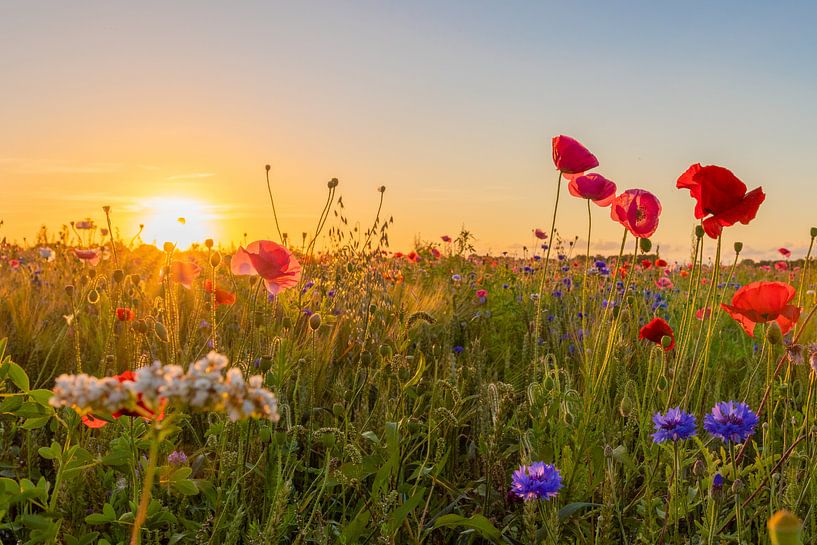 Wilde Bloemen van Johan Mooibroek