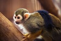 Monkey