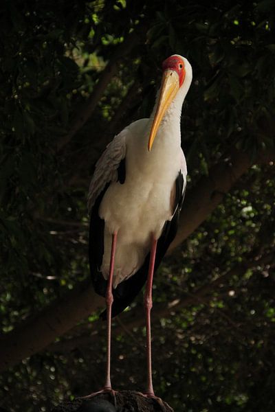 Vreemde vogel by Leanne de Blok