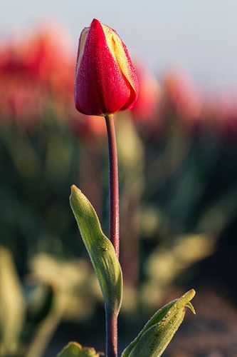 Tulp macro met dauwdruppels