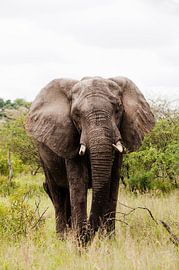 The silent giant - Elephant bull  by Lotje Hondius