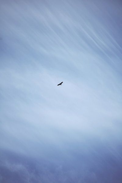 The Eagle's Sky von FluMiSign