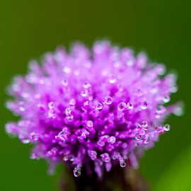 Perlen von Ron de Jong