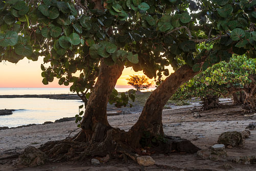 Zeedruifbomen aan de kust van Guasasa, Cuba