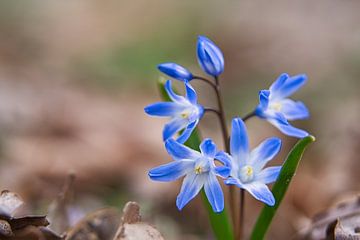 blaue Blüten des Blausterns. Frühblüher von Martin Köbsch