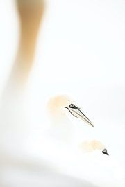 Gannets in Heligoland by Nanda Bussers