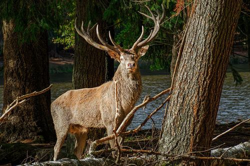 Der König des Waldes