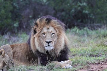 Leeuwen in Zuid-Afrika van Dirk Rüter