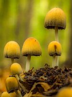 Paddenstoelen