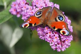 Dagpauwoog by Gerrit Veldman