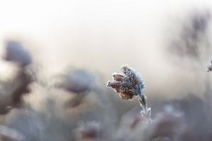 Kaltblume