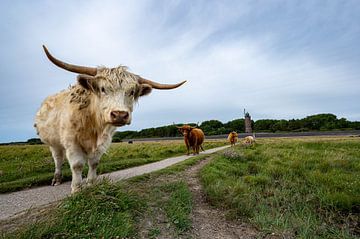 Schottisches Hochlandrind von Karsten Rahn