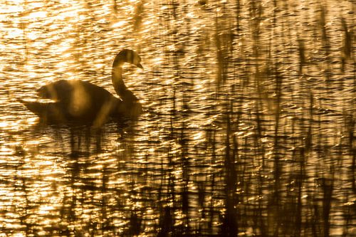 Cygne tuberculé dans la dernière lumière.