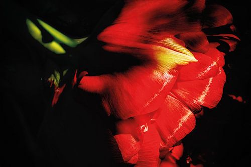 Vuurrode papegaaitulp