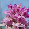 Natuur op Texel, vleeskleurige orchidee van Peter Schoo - Natuur & Landschap