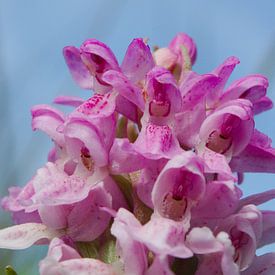 Nature sur Texel, orchidée de couleur chair sur Peter Schoo - Natuur & Landschap