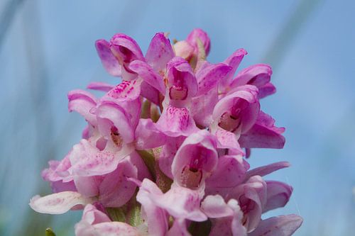 Natuur op Texel, vleeskleurige orchidee