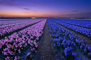 Bloeiende Hyacinthen van Martijn van der Nat