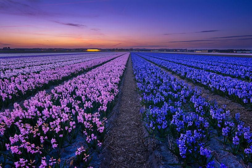 Flowering Hyacinths by Martijn van der Nat