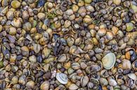 Close-up van verschillende mosselen van Achim Prill thumbnail