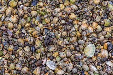 Nahaufnahme verschiedener Muscheln von Achim Prill