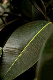 Rhododendron green leaf plant| picture taken in Porto by Karijn | Fine art Natuur en Reis Fotografie