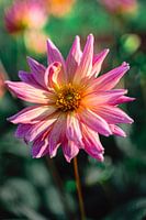 Bunte Blume 2