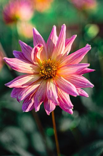 Fleur colorée 2