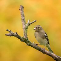 Vink
