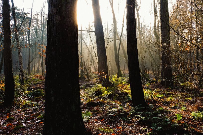 Morgenstimmung von P Hogeveen