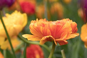 Tulipes orange | Keukenhof