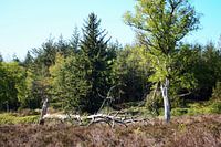 Haarlerberg