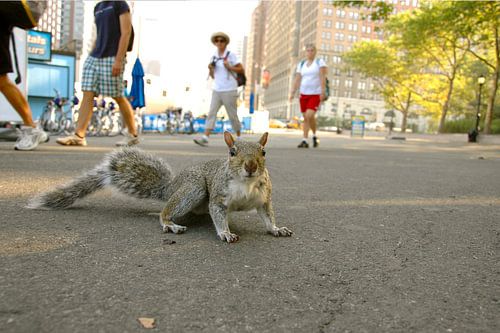 Squirrel in New York
