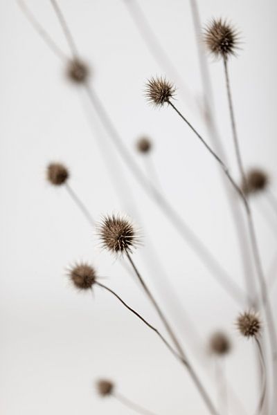 Gris chardon 06 par Pictufy Studio III