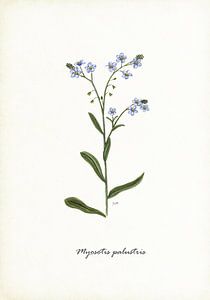 Myosotis des marais