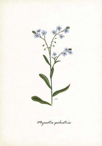 Sumpf-Vergissmeinnicht