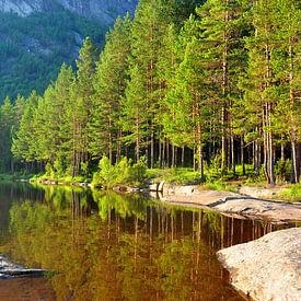 Wald in Norwegen von Rogier Vermeulen