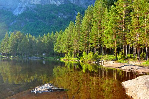 Wald in Norwegen von Rogier Vermeulen