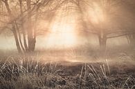 Winter op de Gasterse Duinen met mooi licht en mist van Bas Meelker thumbnail