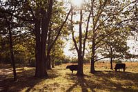Cattle in the Plateau Nature Park - Hageven