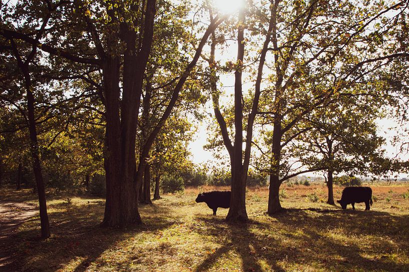 Cattle in the Plateau Nature Park - Hageven by picsbyronenvief