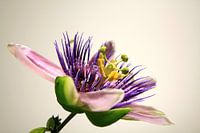 Passion flower