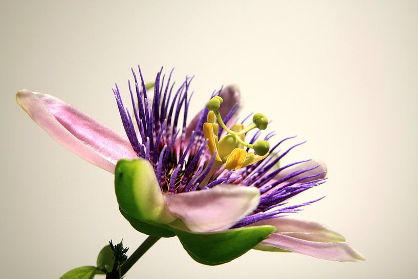 Passion flower by Karina Gebert