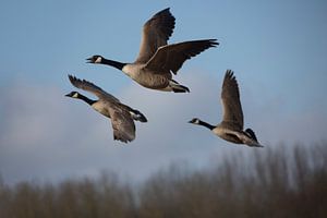 Grote Canadese gans van Anton Kloof