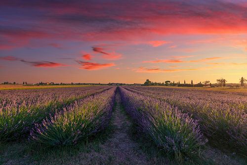 Lavender Bloom on the Etruscan Coast