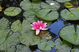 Nénuphar sur Fendo Pater