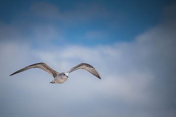 Meeuw in de lucht van Stan Loo