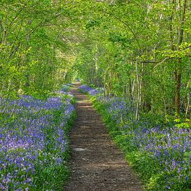 Une forêt pleine de fraîcheur et d'énergie sur Karla Leeftink